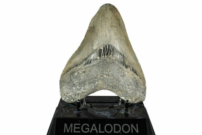 Serrated, Fossil Megalodon Tooth - North Carolina #349324